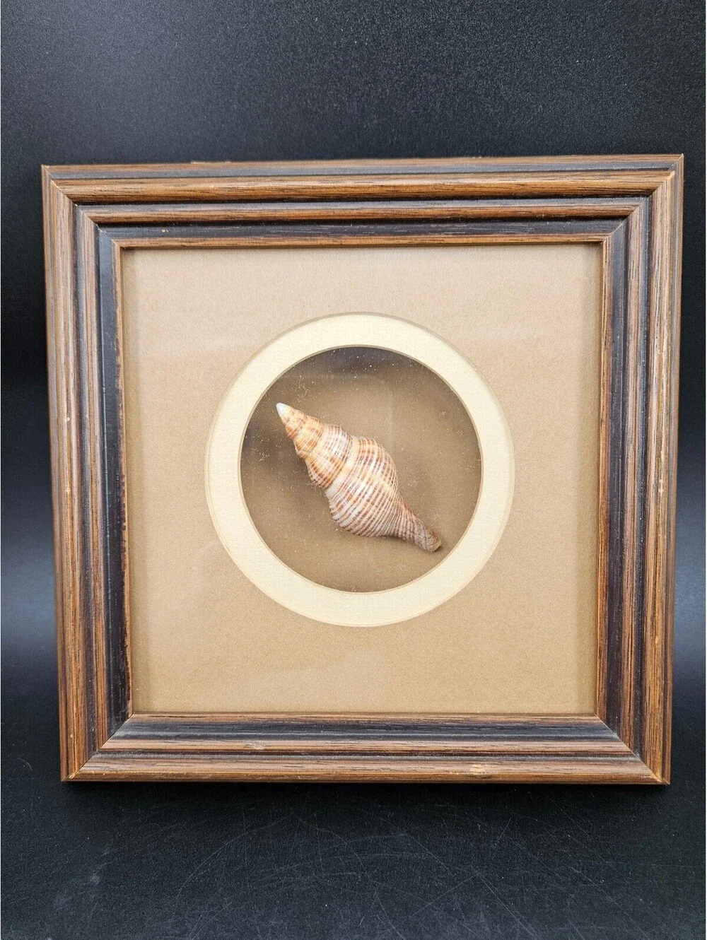 Framed Sea Shell Shadow Box Art Vintage Coastal Nautical Beach Wall Decor